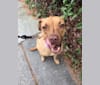Photo of Kona, an American Pit Bull Terrier, Boxer, Chow Chow, and German Shepherd Dog mix in South Carolina, USA