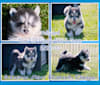 Photo of Hollywood, a Pomsky  in Allerton, Iowa, USA