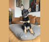 Leila, a Shiba Inu and Labrador Retriever mix tested with EmbarkVet.com