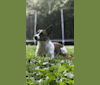 Jamie, a Russell-type Terrier tested with EmbarkVet.com