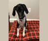 Alfie, a Treeing Walker Coonhound and American English Coonhound mix tested with EmbarkVet.com