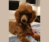 Coco, a Poodle tested with EmbarkVet.com