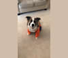 Otis, an Australian Cattle Dog and Border Collie mix tested with EmbarkVet.com