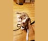 Theodore, a Labrador Retriever and Catahoula Leopard Dog mix tested with EmbarkVet.com