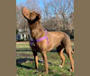 Necco, a Staffordshire Terrier and Labrador Retriever mix tested with EmbarkVet.com