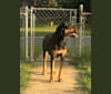 Bailey, a Labrador Retriever and American Pit Bull Terrier mix tested with EmbarkVet.com