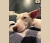 Shakira, an American Village Dog tested with EmbarkVet.com