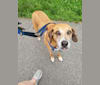 President Nixon, a Redbone Coonhound and Great Pyrenees mix tested with EmbarkVet.com