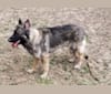 Photo of Samson, a German Shepherd Dog and Belgian Malinois mix in Norfolk, NE, USA