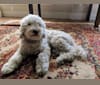 Cobie, a Poodle (Small) and Shih Tzu mix tested with EmbarkVet.com
