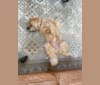 Frank, a Soft Coated Wheaten Terrier and Miniature Schnauzer mix tested with EmbarkVet.com