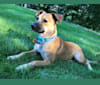 Bridget, an American Pit Bull Terrier and Labrador Retriever mix tested with EmbarkVet.com