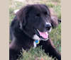 Kodie, a Great Pyrenees and Brittany mix tested with EmbarkVet.com