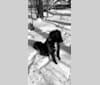 Kodie, a Great Pyrenees and Brittany mix tested with EmbarkVet.com
