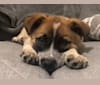 Hazel, an Australian Cattle Dog and Rat Terrier mix tested with EmbarkVet.com