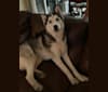 Photo of Nick Torres, a Siberian Husky  in 1007 Dudley Drive, Kissimmee, Florida 34758, United States