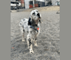 Photo of Merlin, a Llewellin Setter, English Setter, Pointer, and Mixed mix in Bursa, Turkey