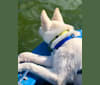Chance, a Siberian Husky tested with EmbarkVet.com