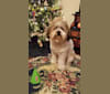 Jack, an American Village Dog and Pomeranian mix tested with EmbarkVet.com