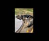Photo of Oakley, an Alaskan Malamute, German Shepherd Dog, Siberian Husky, and Mixed mix in Manitoba, Canada