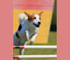 Sudo, a Siberian Husky and Labrador Retriever mix tested with EmbarkVet.com