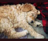 Serenity, a Poodle (Standard) tested with EmbarkVet.com