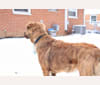Photo of Sully, an American Pit Bull Terrier, Labrador Retriever, and Chinese Shar-Pei mix in New Lebanon, Ohio, USA