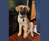 Levi, a German Shepherd Dog and American Pit Bull Terrier mix tested with EmbarkVet.com