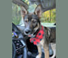 Odin, a Siberian Husky and Dachshund mix tested with EmbarkVet.com