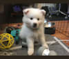 Fae, an American Eskimo Dog tested with EmbarkVet.com