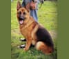 Parcour, a German Shepherd Dog tested with EmbarkVet.com