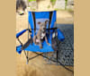 Luna, an American Bully and Catahoula Leopard Dog mix tested with EmbarkVet.com
