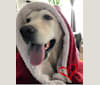 Brady, a Labrador Retriever tested with EmbarkVet.com
