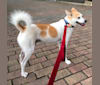 FAFA, an East Asian Village Dog tested with EmbarkVet.com