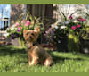Remington, a Silky Terrier tested with EmbarkVet.com