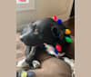Charlie Batman, an American Pit Bull Terrier and Labrador Retriever mix tested with EmbarkVet.com