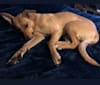 Gia, a German Shepherd Dog and Rat Terrier mix tested with EmbarkVet.com