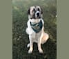 Roscoe, a Great Pyrenees and Anatolian Shepherd Dog mix tested with EmbarkVet.com