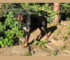 Hillary, a Black and Tan Coonhound tested with EmbarkVet.com