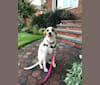 Belle, a Great Pyrenees and Australian Cattle Dog mix tested with EmbarkVet.com