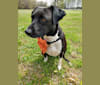 Lumos, an American Pit Bull Terrier and Treeing Walker Coonhound mix tested with EmbarkVet.com