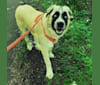 Charley, a Great Pyrenees and Maremma Sheepdog mix tested with EmbarkVet.com