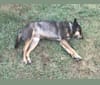 LOLA, an Australian Shepherd and Australian Cattle Dog mix tested with EmbarkVet.com