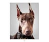 BacoPirata, a Doberman Pinscher and American Pit Bull Terrier mix tested with EmbarkVet.com