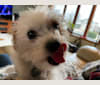 Hazel, a Chinese Village Dog tested with EmbarkVet.com