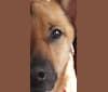 Kei, a German Shepherd Dog and Chow Chow mix tested with EmbarkVet.com