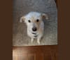 Photo of Charlie, a Poodle (Small), Russell-type Terrier, American Eskimo Dog, and Mixed mix in Illinois, USA