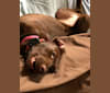 Molly, an Airedale Terrier and Weimaraner mix tested with EmbarkVet.com