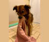 Annie, a Chihuahua and Miniature Pinscher mix tested with EmbarkVet.com