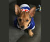 Champ, a Chihuahua and Yorkshire Terrier mix tested with EmbarkVet.com